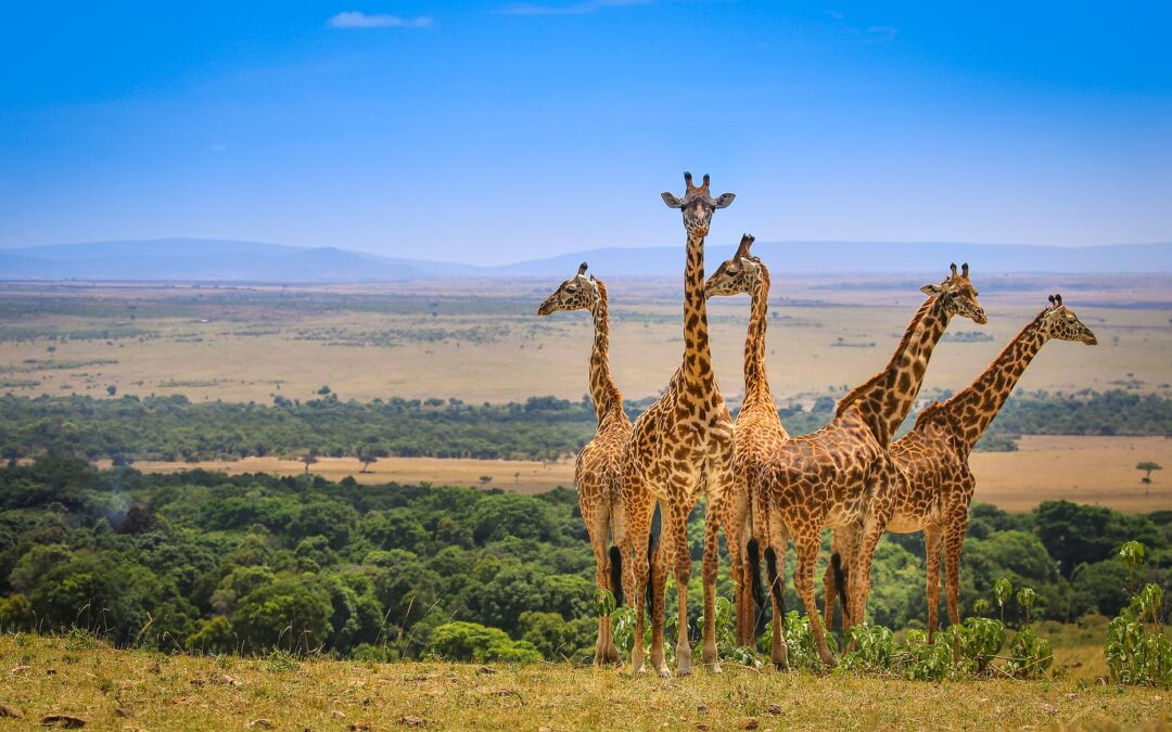 Maasai Mara Giraffes