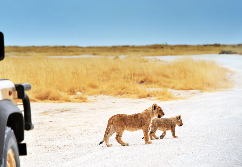 Go on a Game Drive