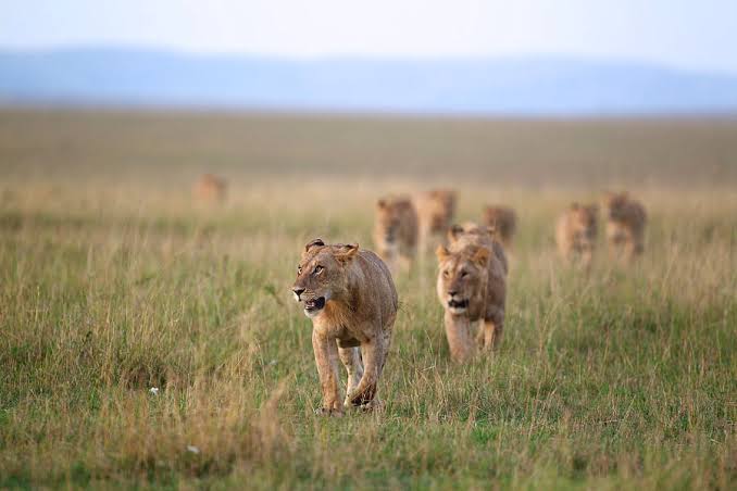 A Pride of Lions at Mara National Reserve