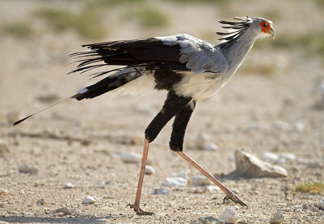 A Secretary Bird at the Masai Mara National Reserve