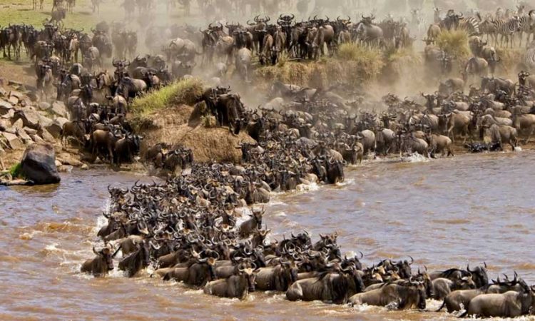 Wildebeests crossing the Mara River in Masai Mara