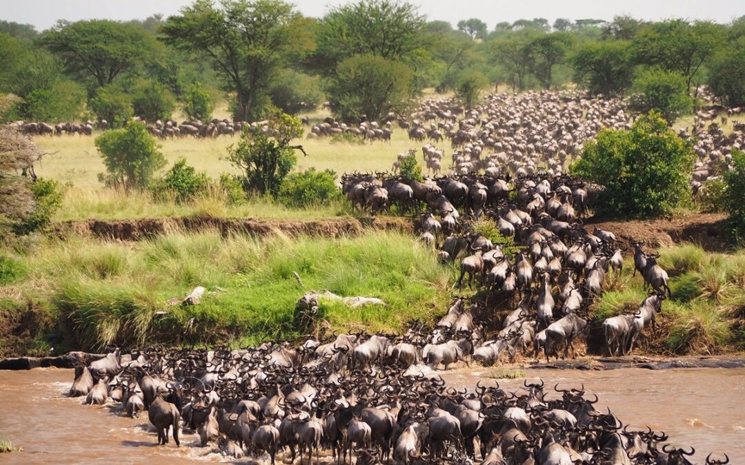 The Great Wildebeest migration at the Mara River in Masai Mara