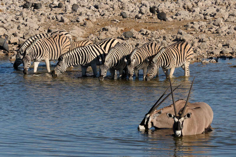 Wildlife and game viewing