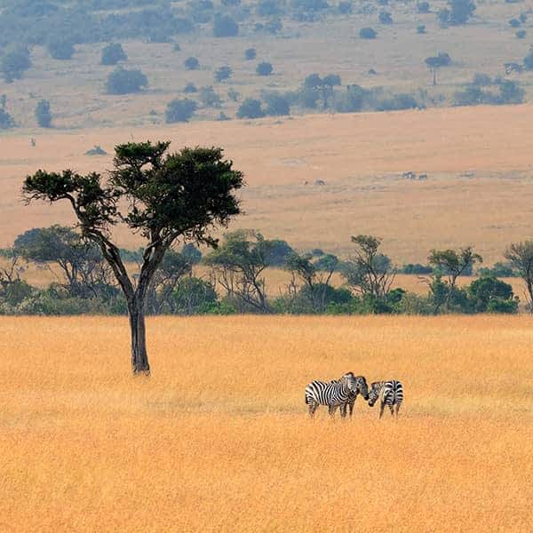Tailor-made tours