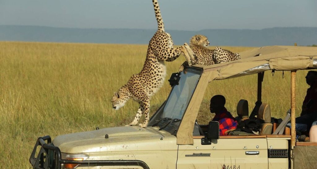 Cheetahs on top of a Safari Jeep at the Masai Mara