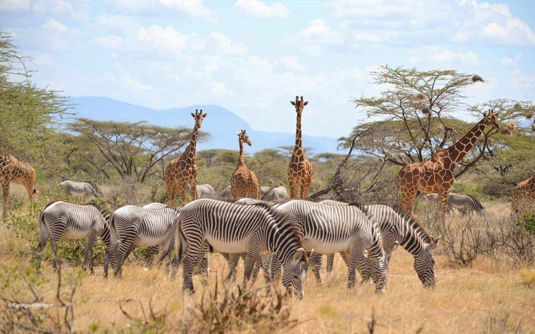 2 Days Ultimate Overland Truck experience to Samburu National Reserve and Buffalo Springs