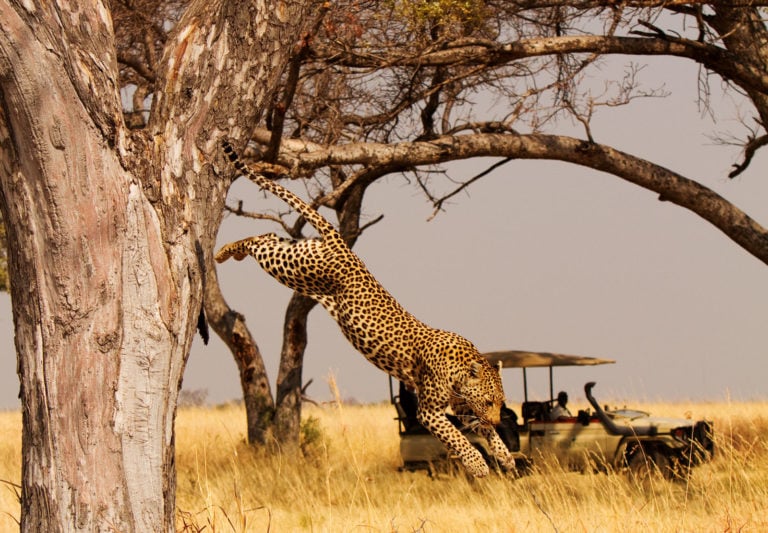 Shinde-Camp_Leopard_game-drive Okavango Delta