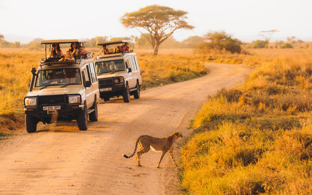 Where to go for the best safari experience?