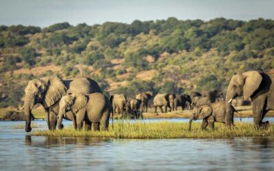 The ideal times to discover the magnificent landscapes of Botswana