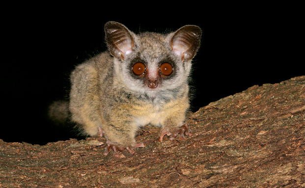 Lesser Bushbaby