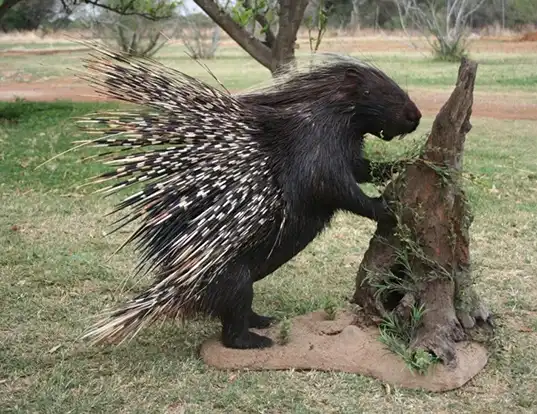 Cape Porcupine