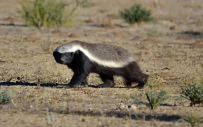 Animals you can only see on an African night time Safari